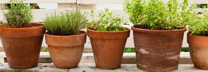 Fünf Kräutertöpfe auf einer Holzpalette